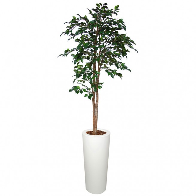 Planta semi-artificiala Ila, Ficus Retusa Tree Green - 210 cm